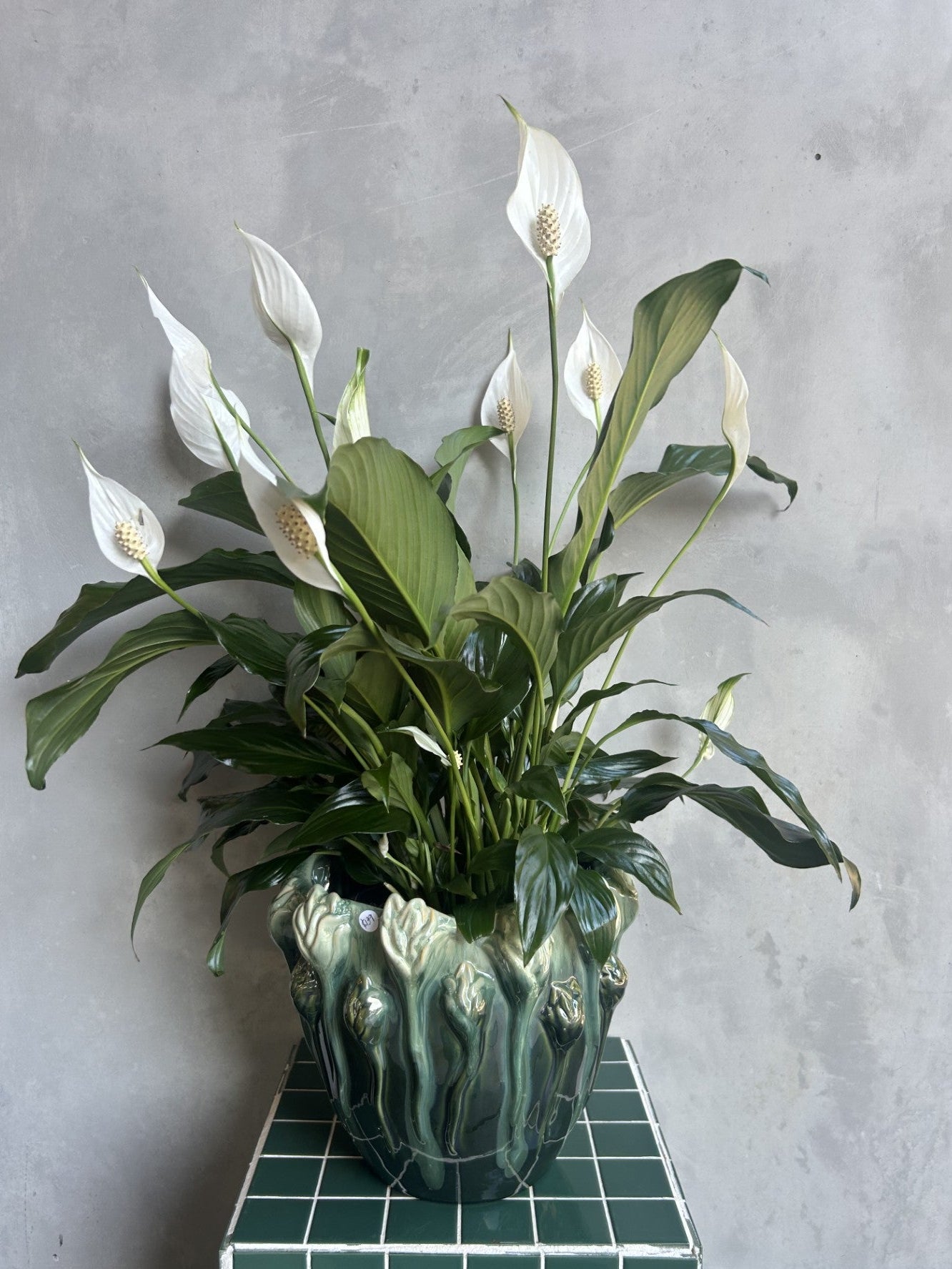 Aurora Peace Lily Plant
