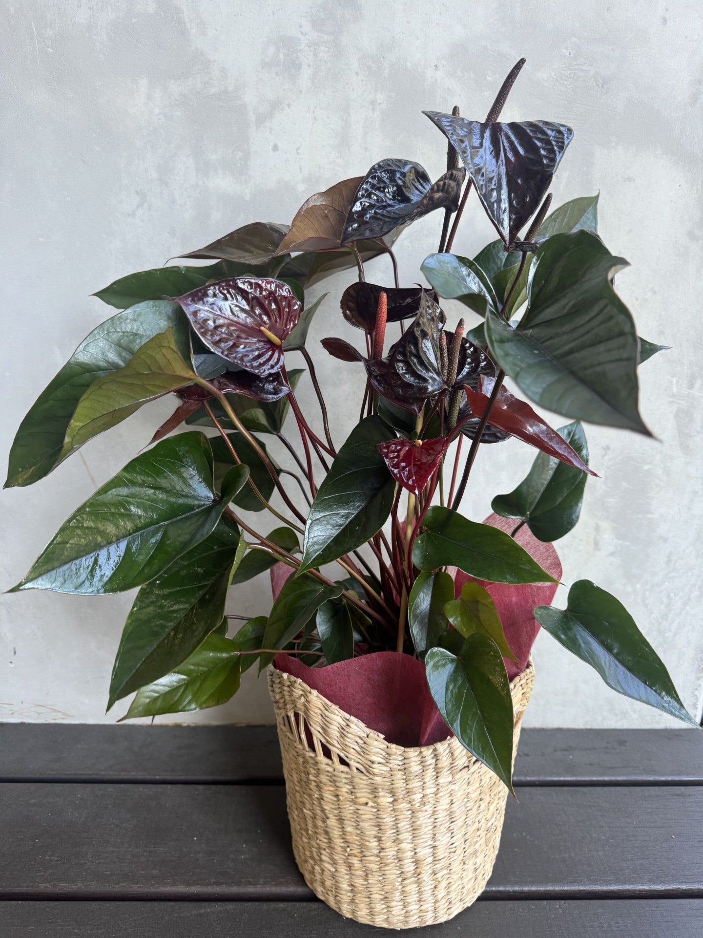 Chocolate Anthurium Plant in Basket