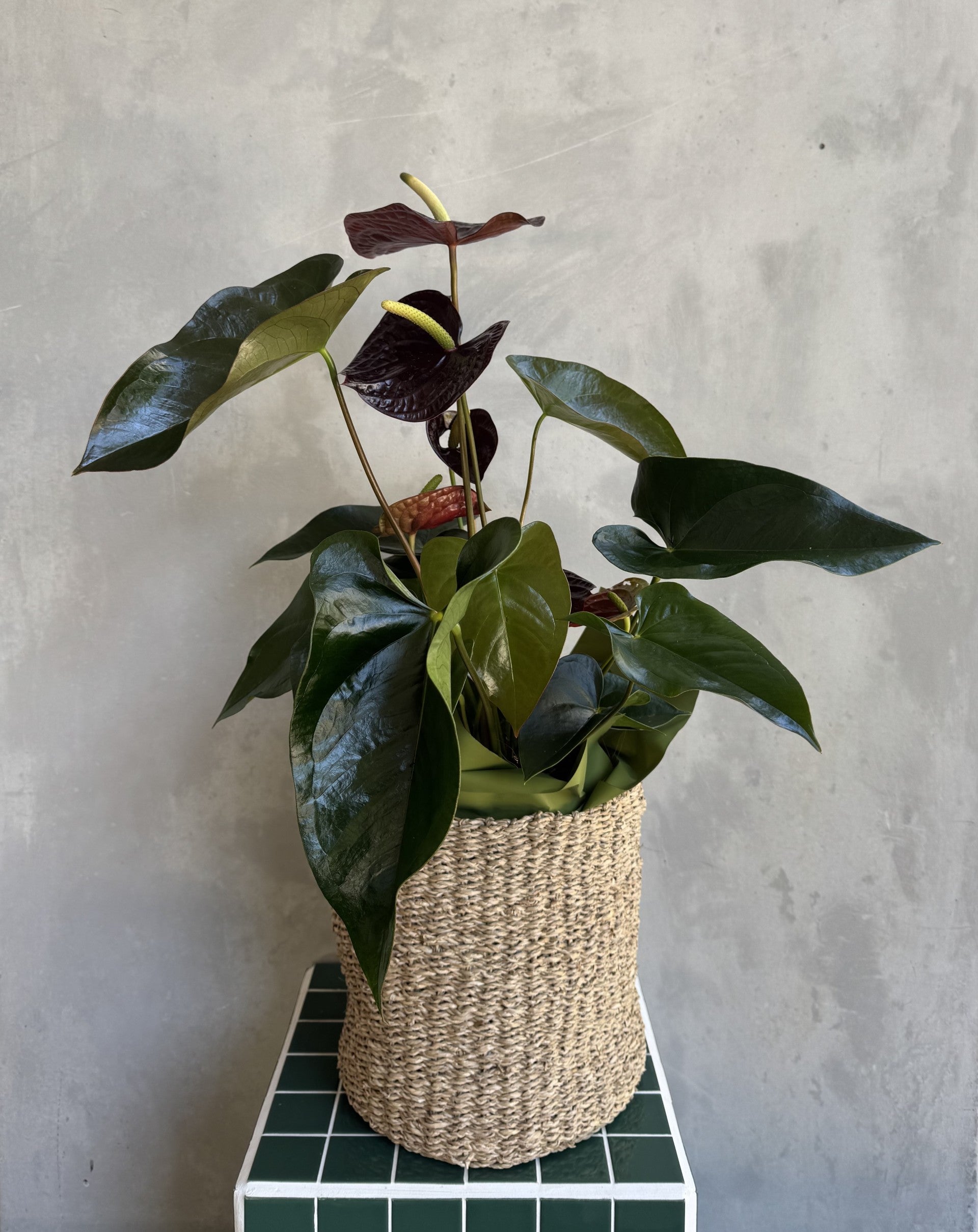 Chocolate Anthurium Plant
