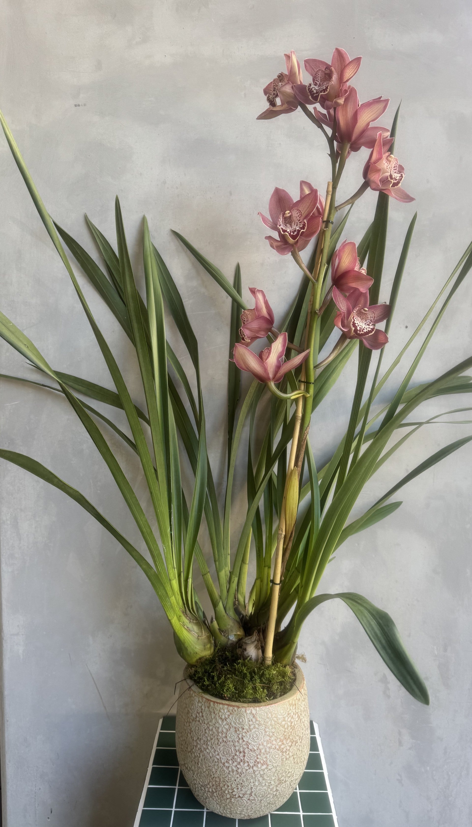 Cymbidium Orchid Plant