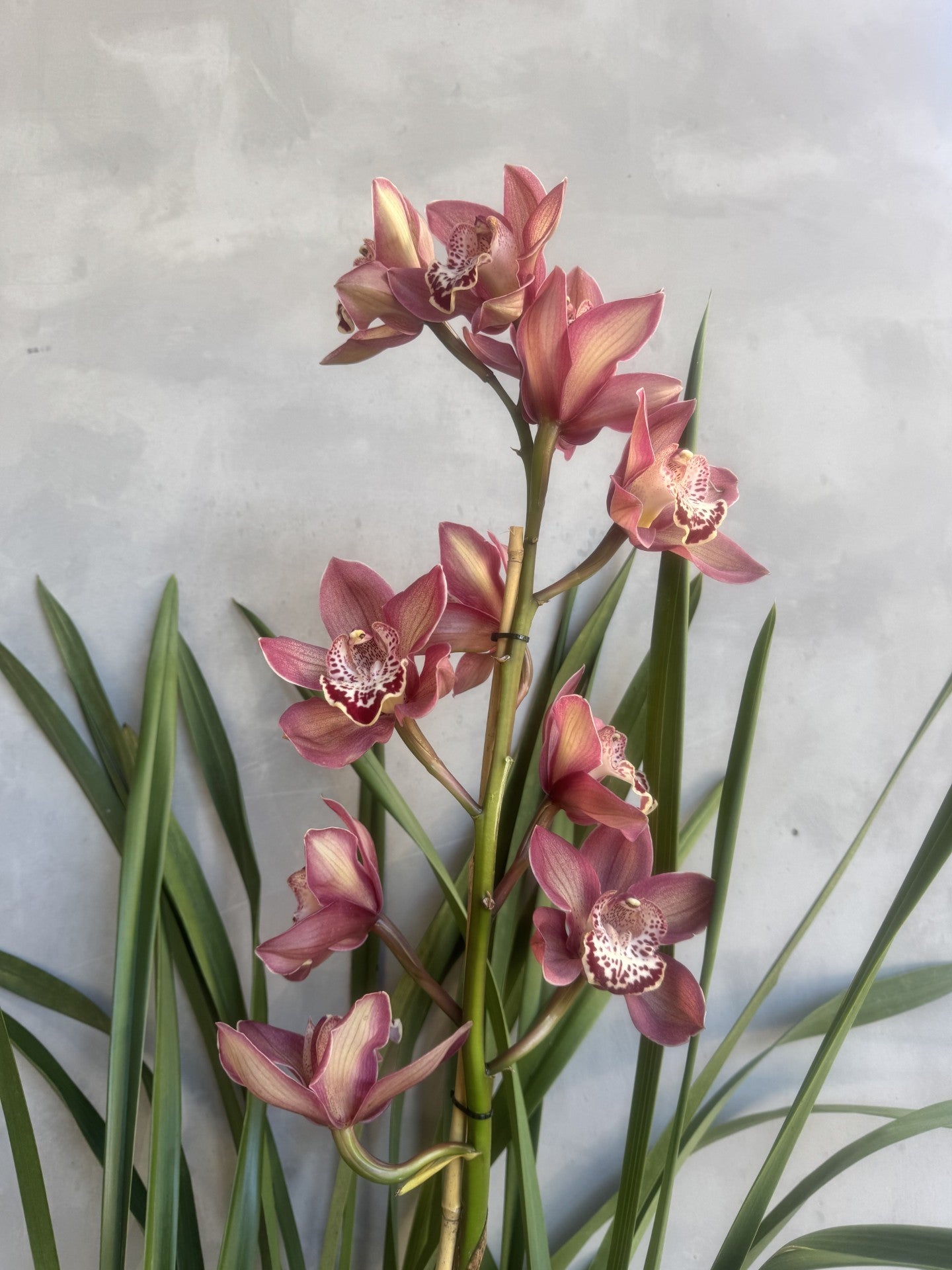 Cymbidium Orchid Plant