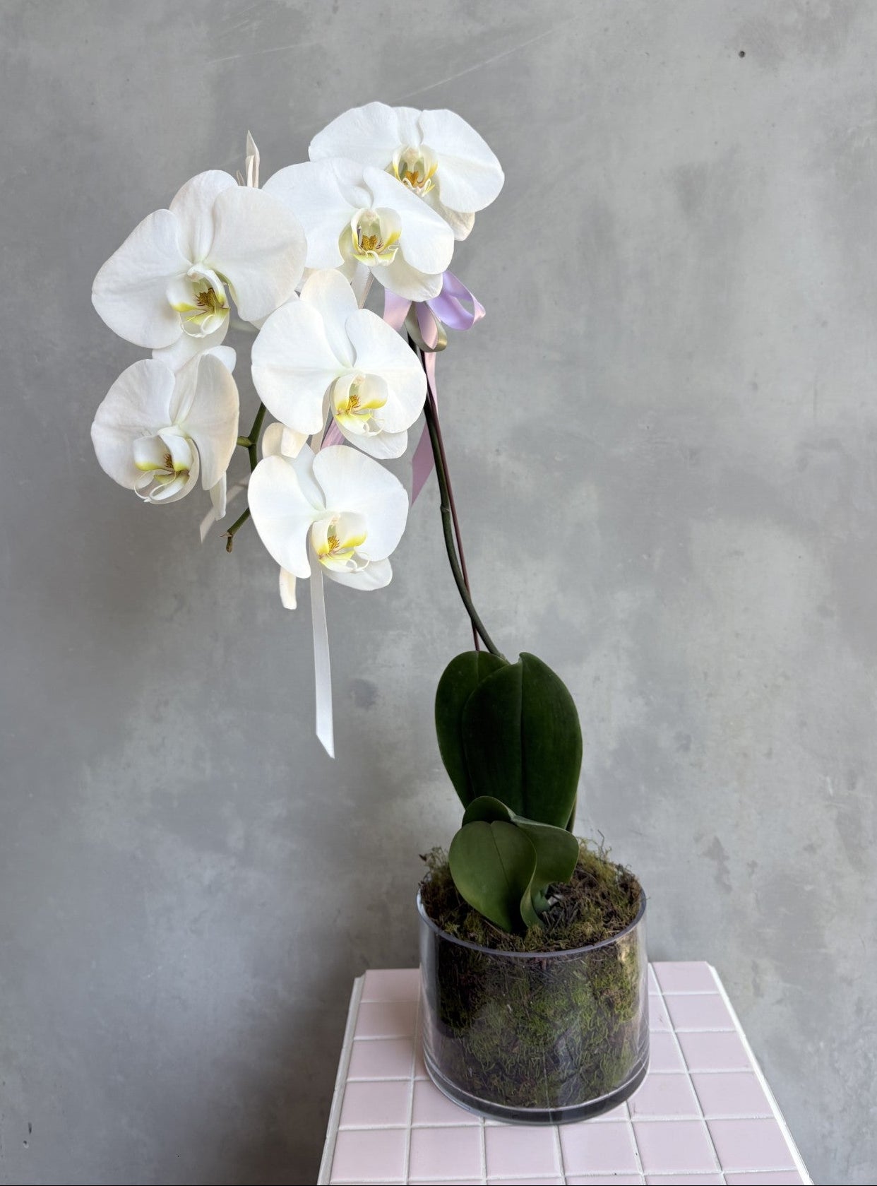 Orchid Plant in Moss-lined Vase