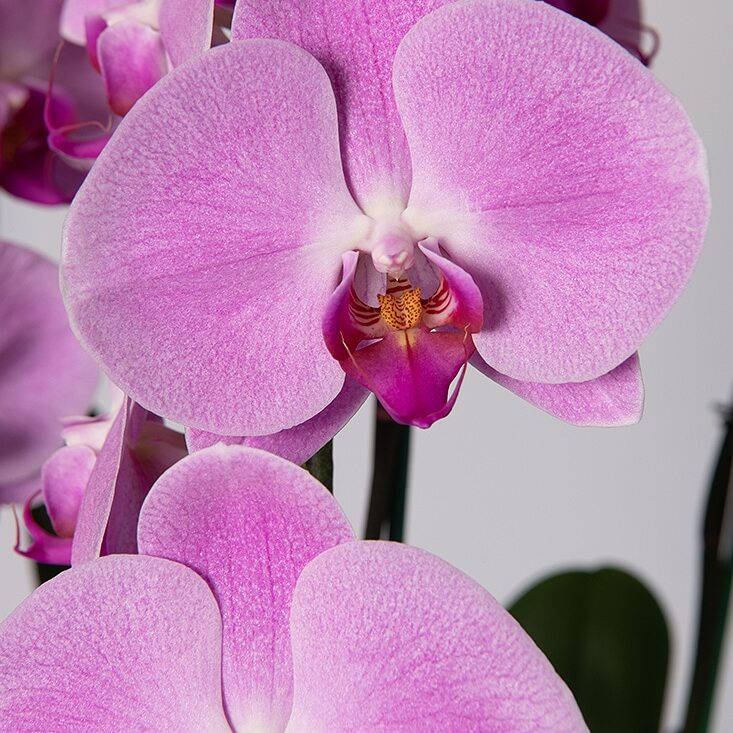 Phalaenopsis Orchid Plant