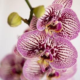 Phalaenopsis Orchid Plant