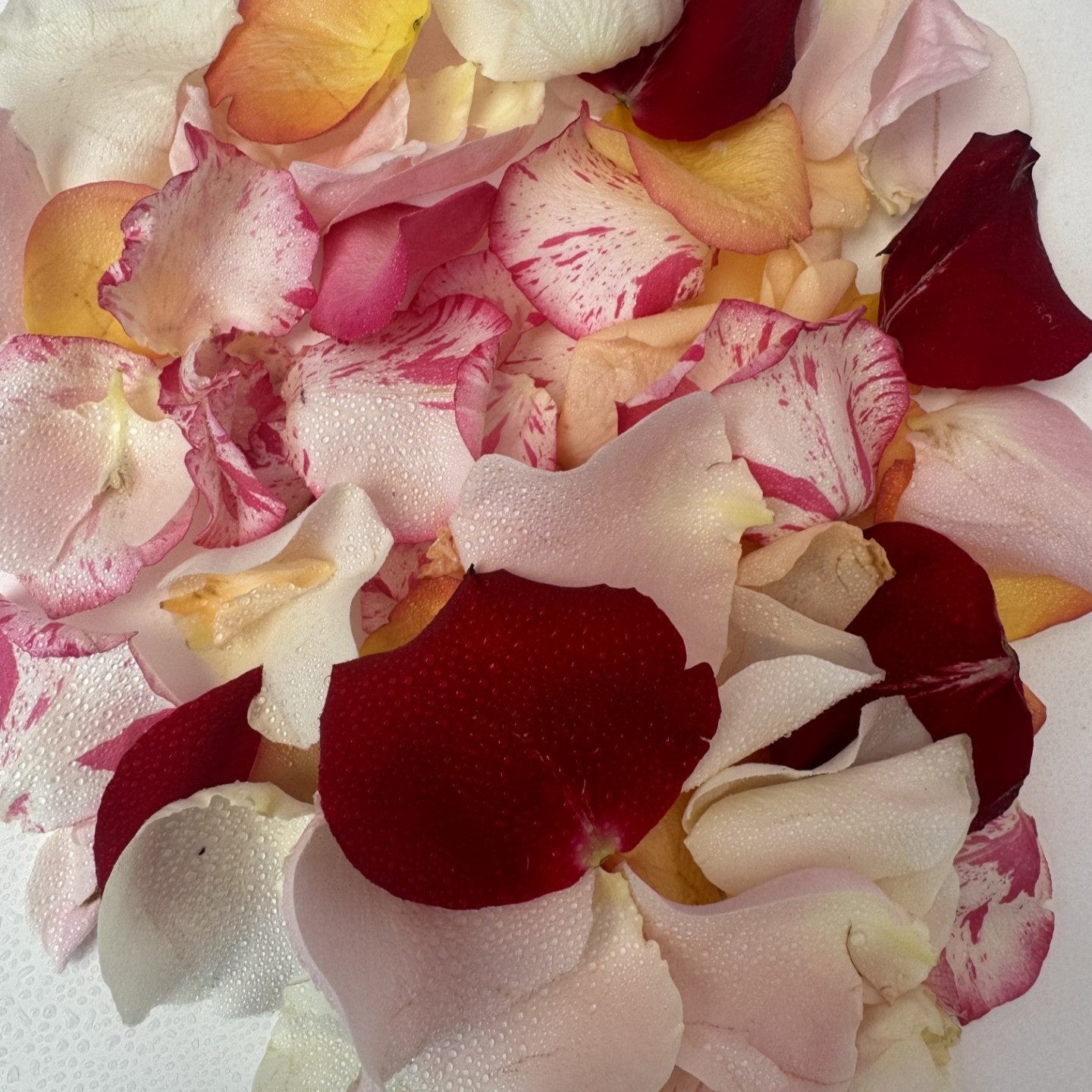 Fresh rose petals mixed colours