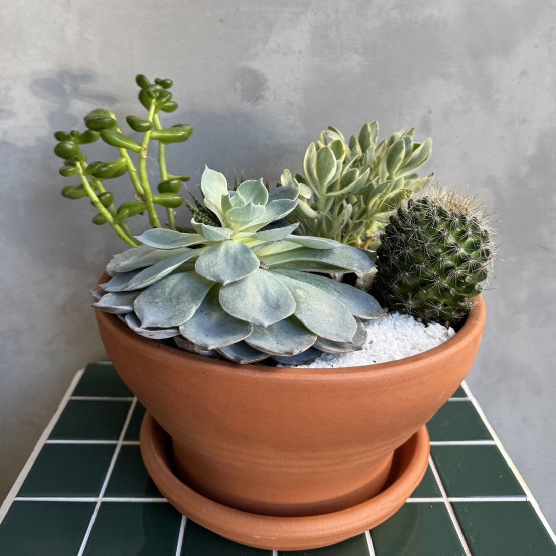 Succulent Bowl