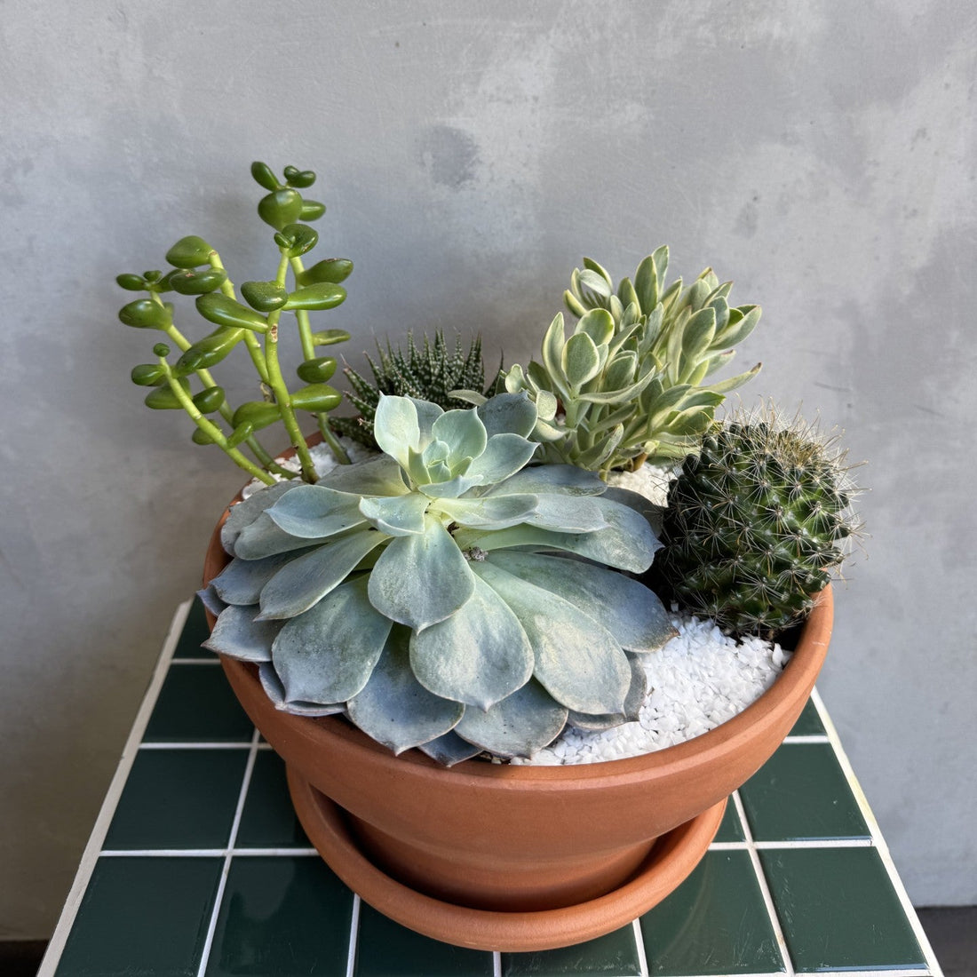 Succulent Bowl