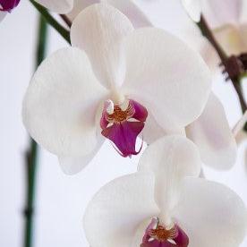 Phalaenopsis Orchid Plant
