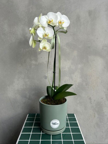 Orchid Embrace