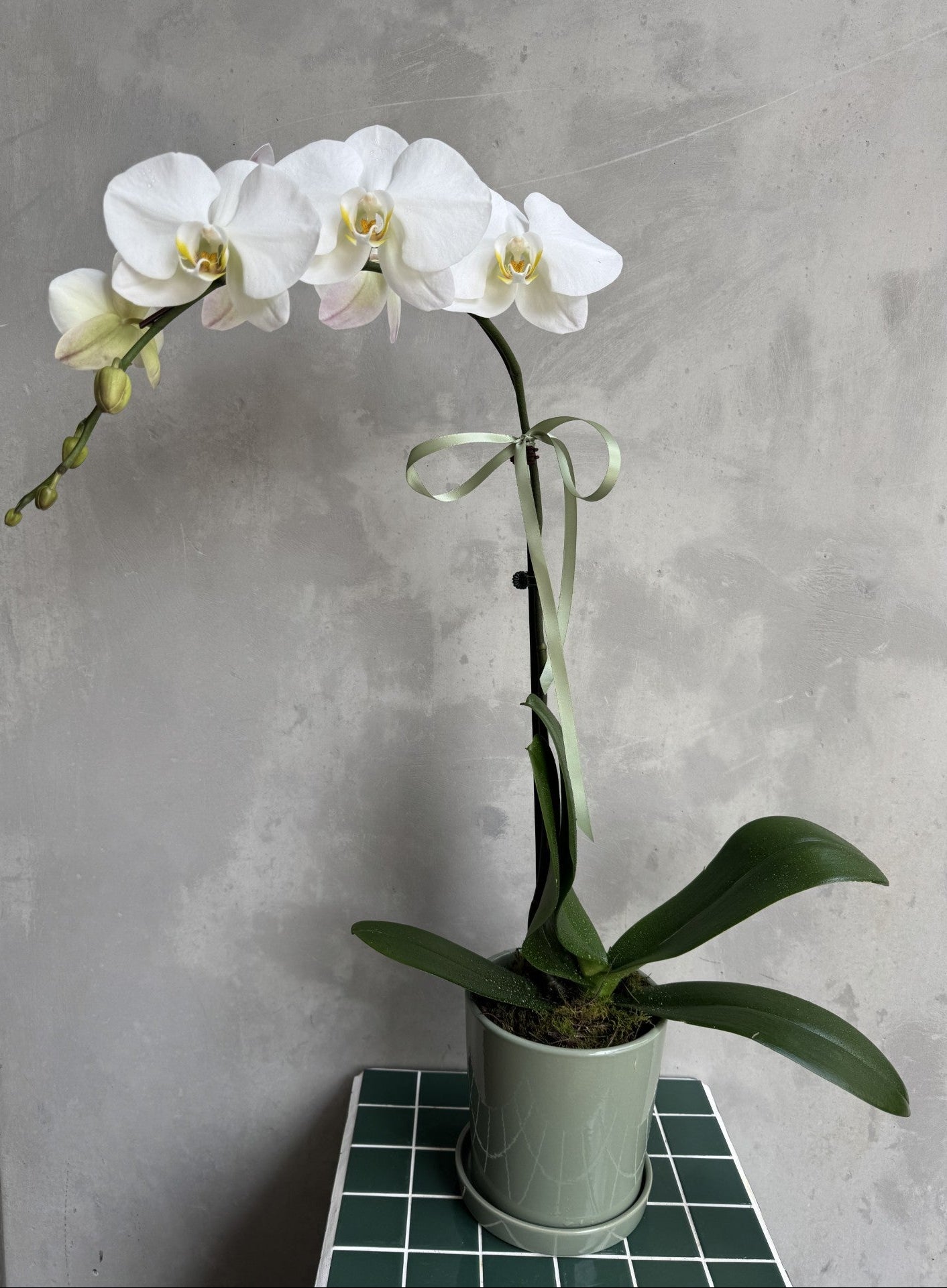 Phalaenopsis Orchid Plant