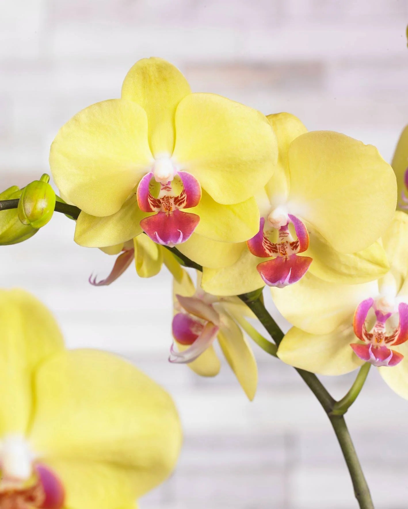 Phalaenopsis Orchid Plant