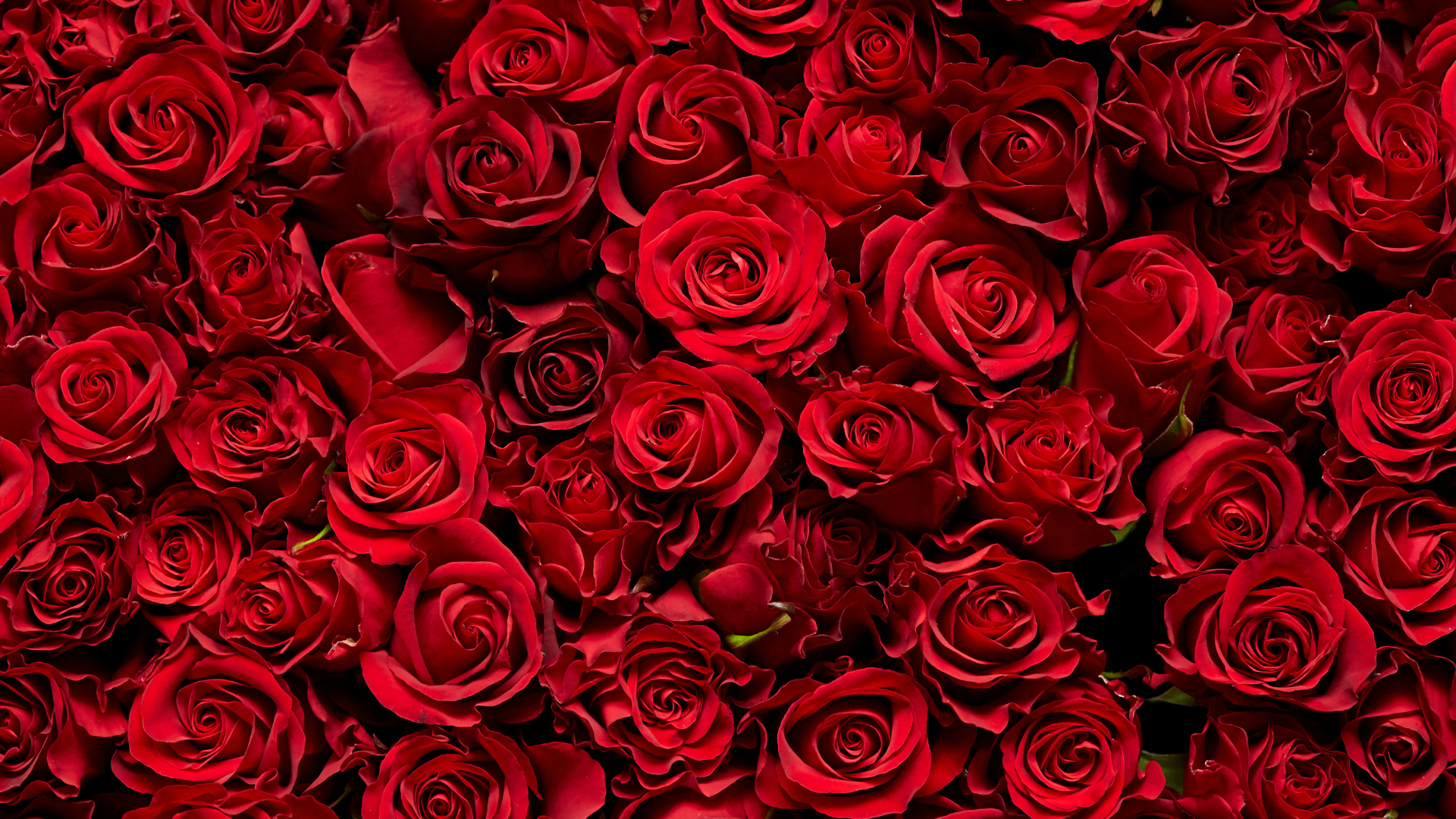 Valentine's Day Collection