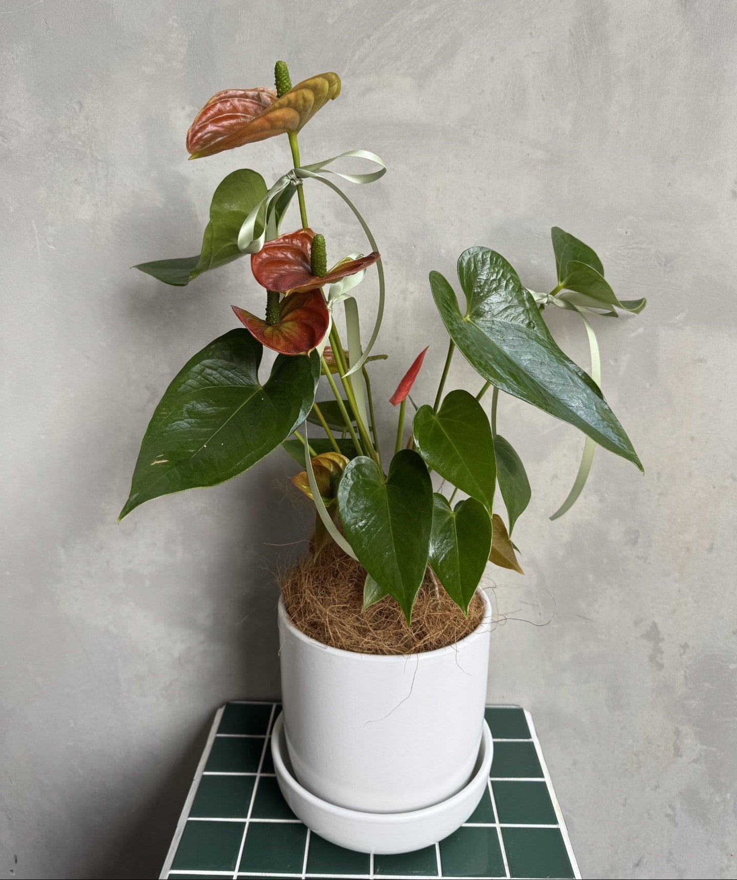 Anthurium Plant | Flamingo Flower