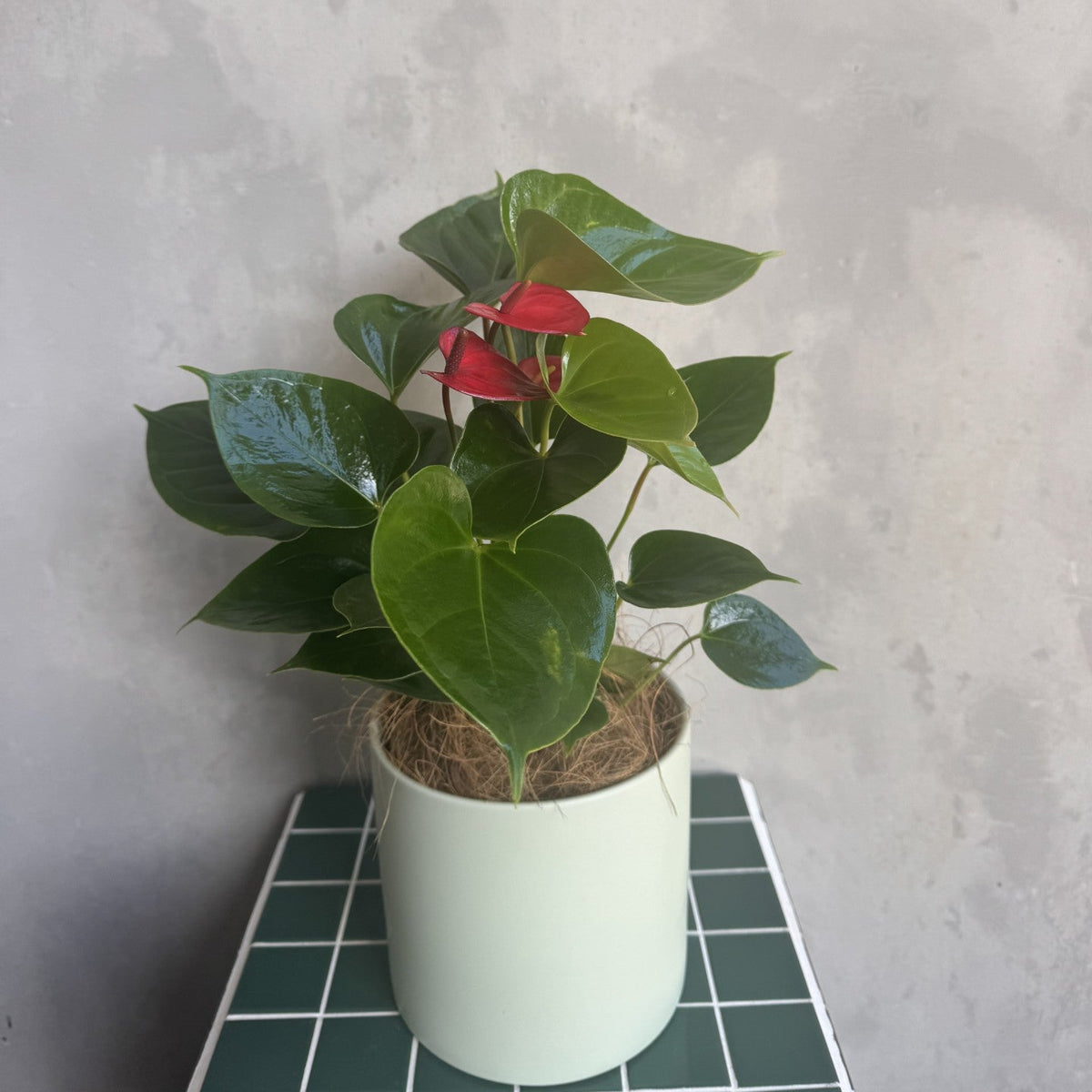 Anthurium Plant | Flamingo Flower