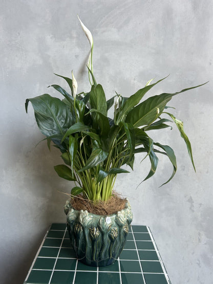 Aurora Peace Lily Plant