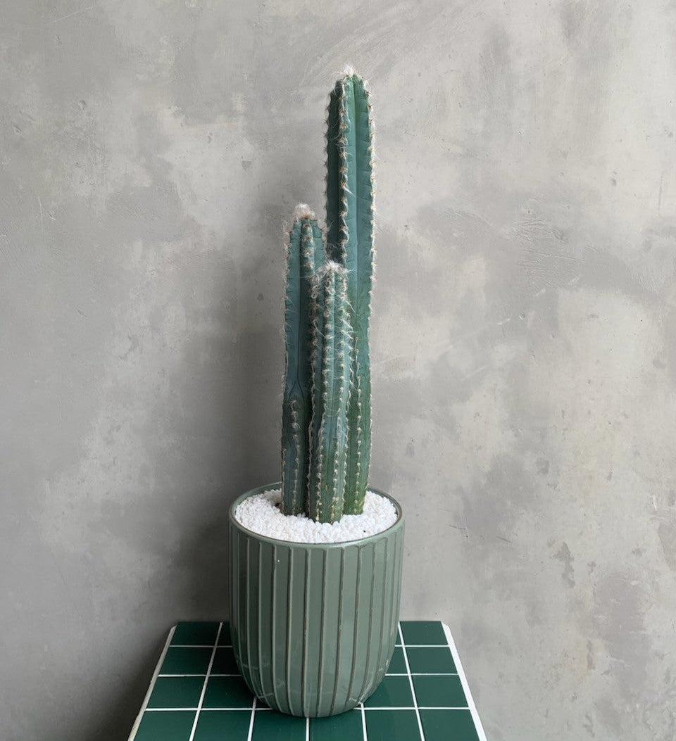 Blue Column Cactus in Sage Pot