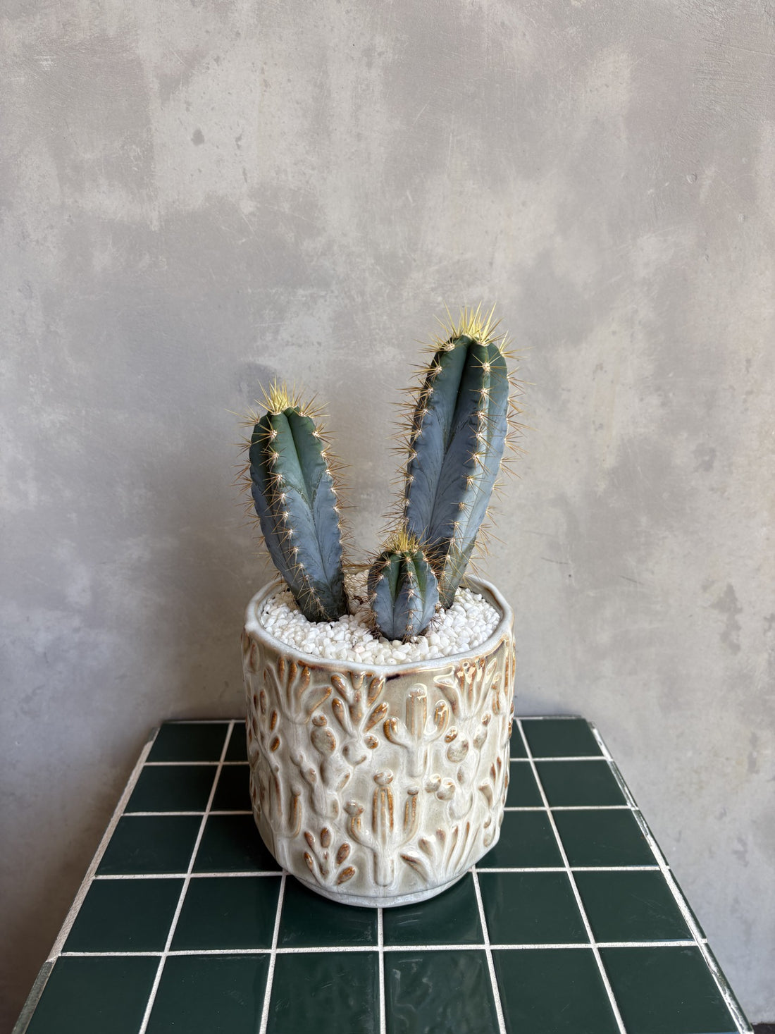 Cactus in Glazed Planter