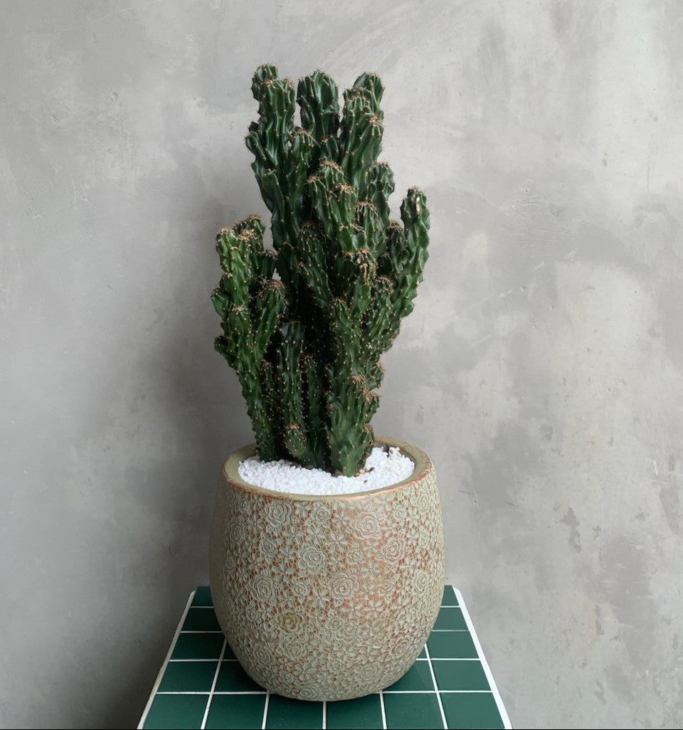 Statement Cactus in Textured Cement Pot