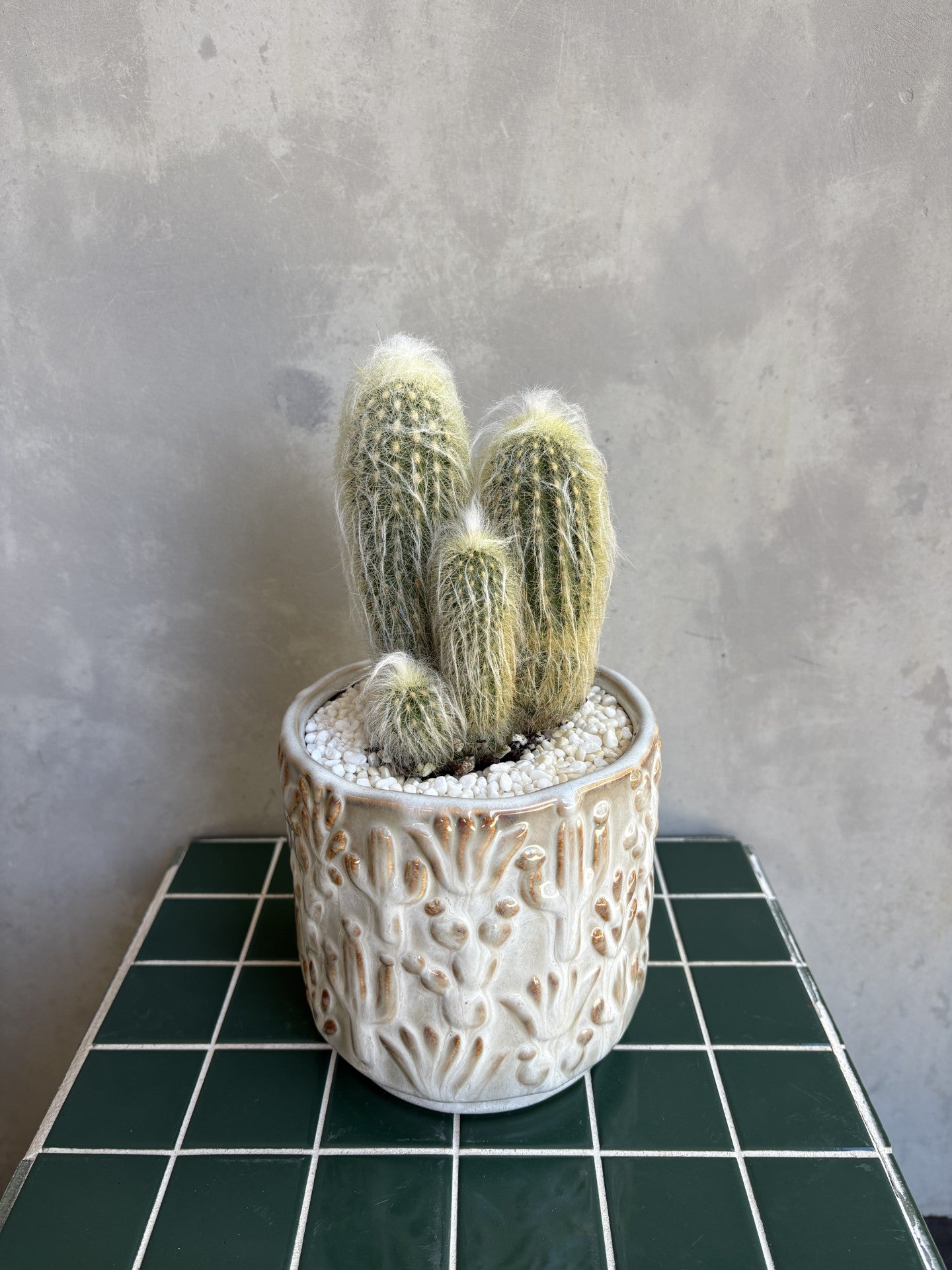 Cactus in Glazed Planter