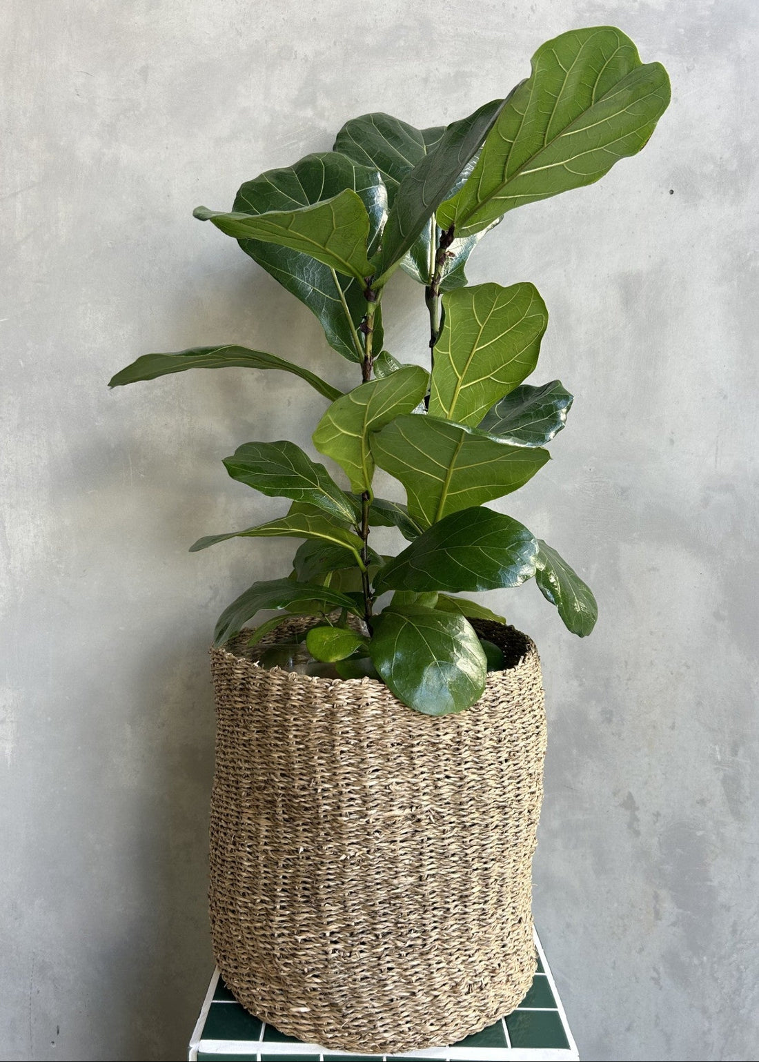Fiddle Leaf Fig Plant | Ficus Lyrata