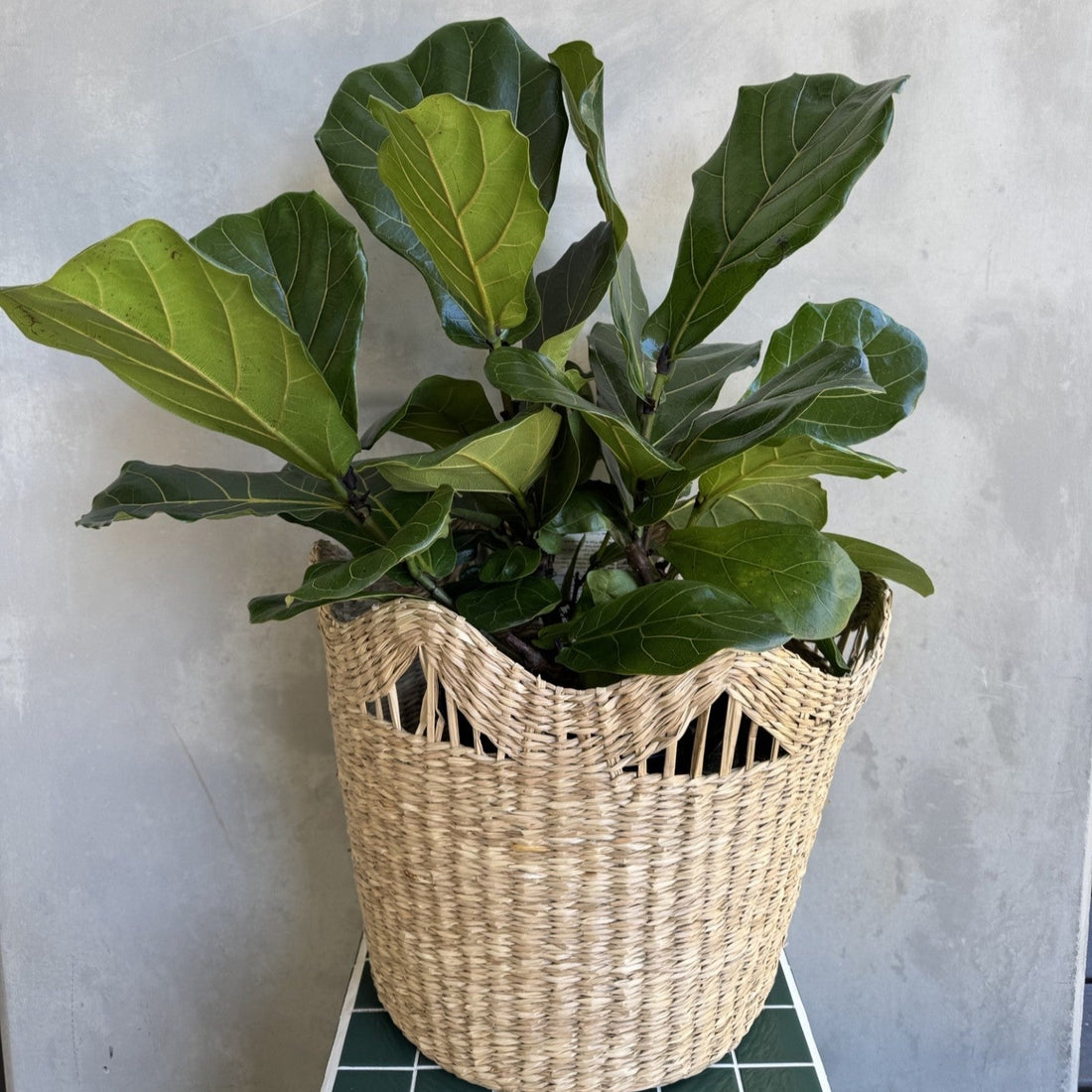 Fiddle Leaf Fig Plant | Ficus Lyrata