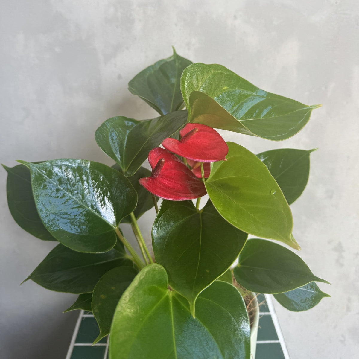 Anthurium Plant | Flamingo Flower