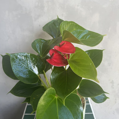 Anthurium Plant | Flamingo Flower