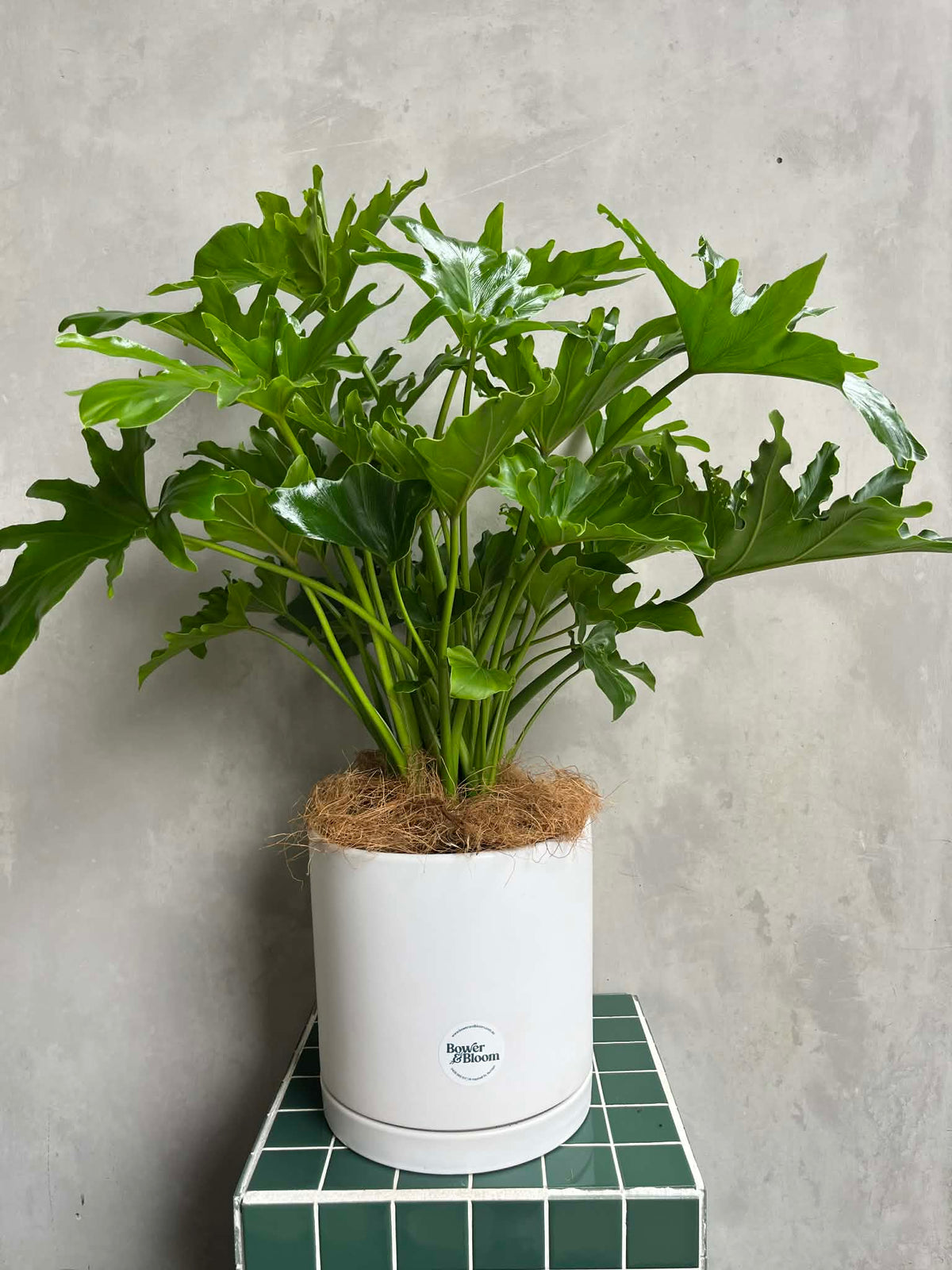 Philodendron Plant