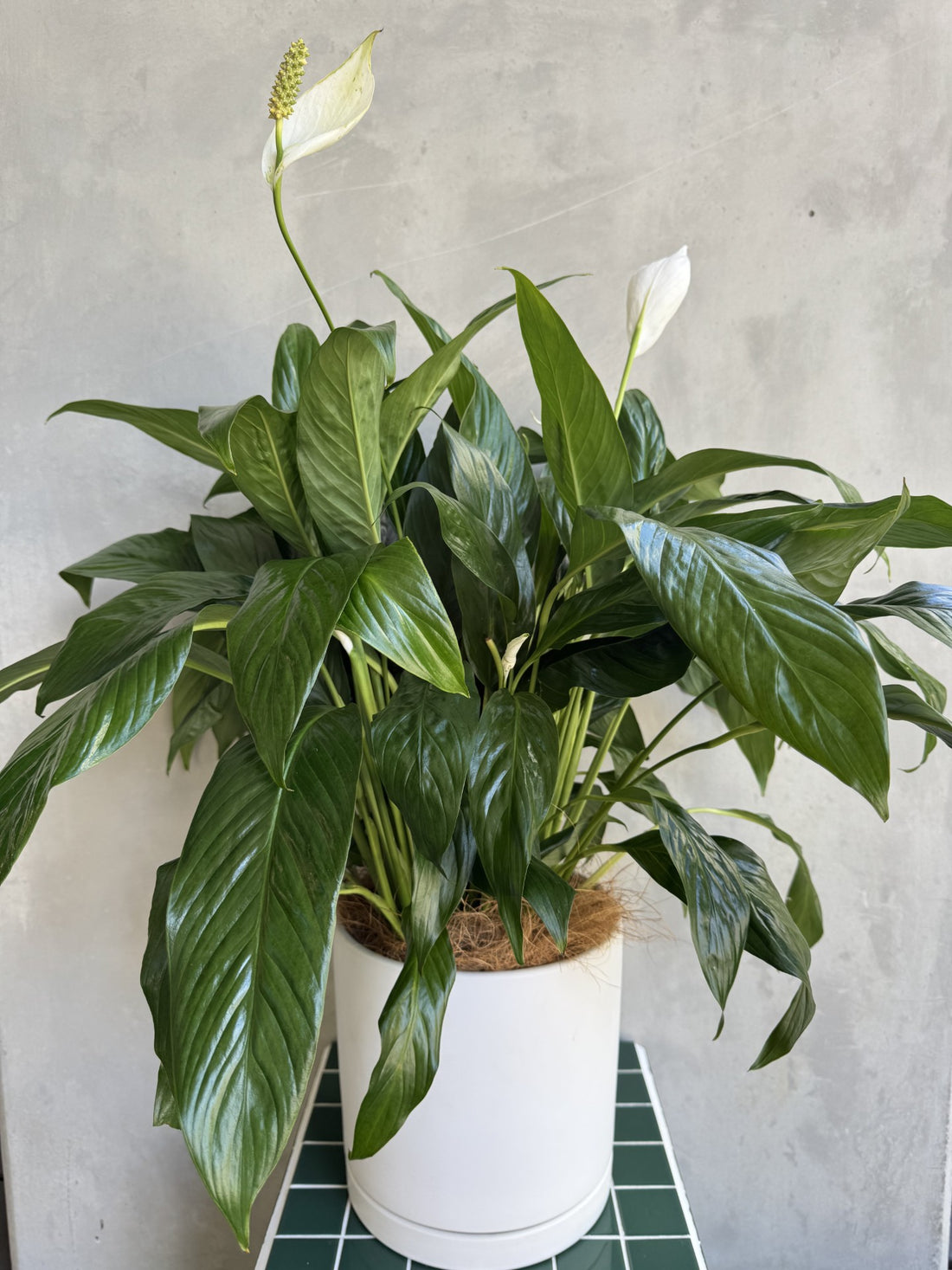 Peace Lily Plant (Spathiphyllum)