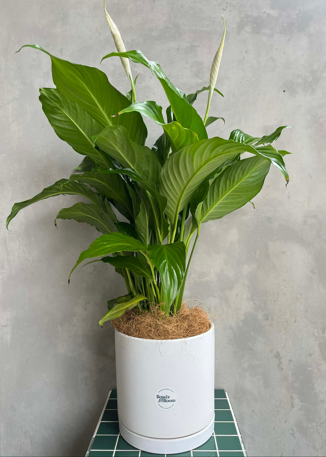 Peace Lily Plant (Spathiphyllum)