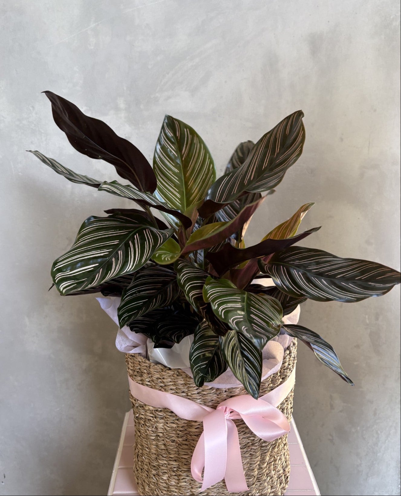 Calathea Plant in Seagrass Basket