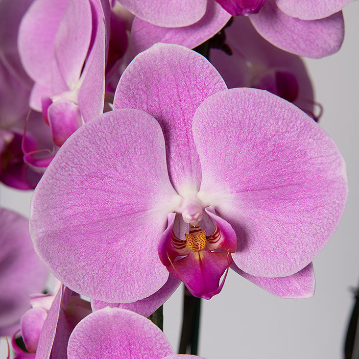 Phalaenopsis Orchid Plant