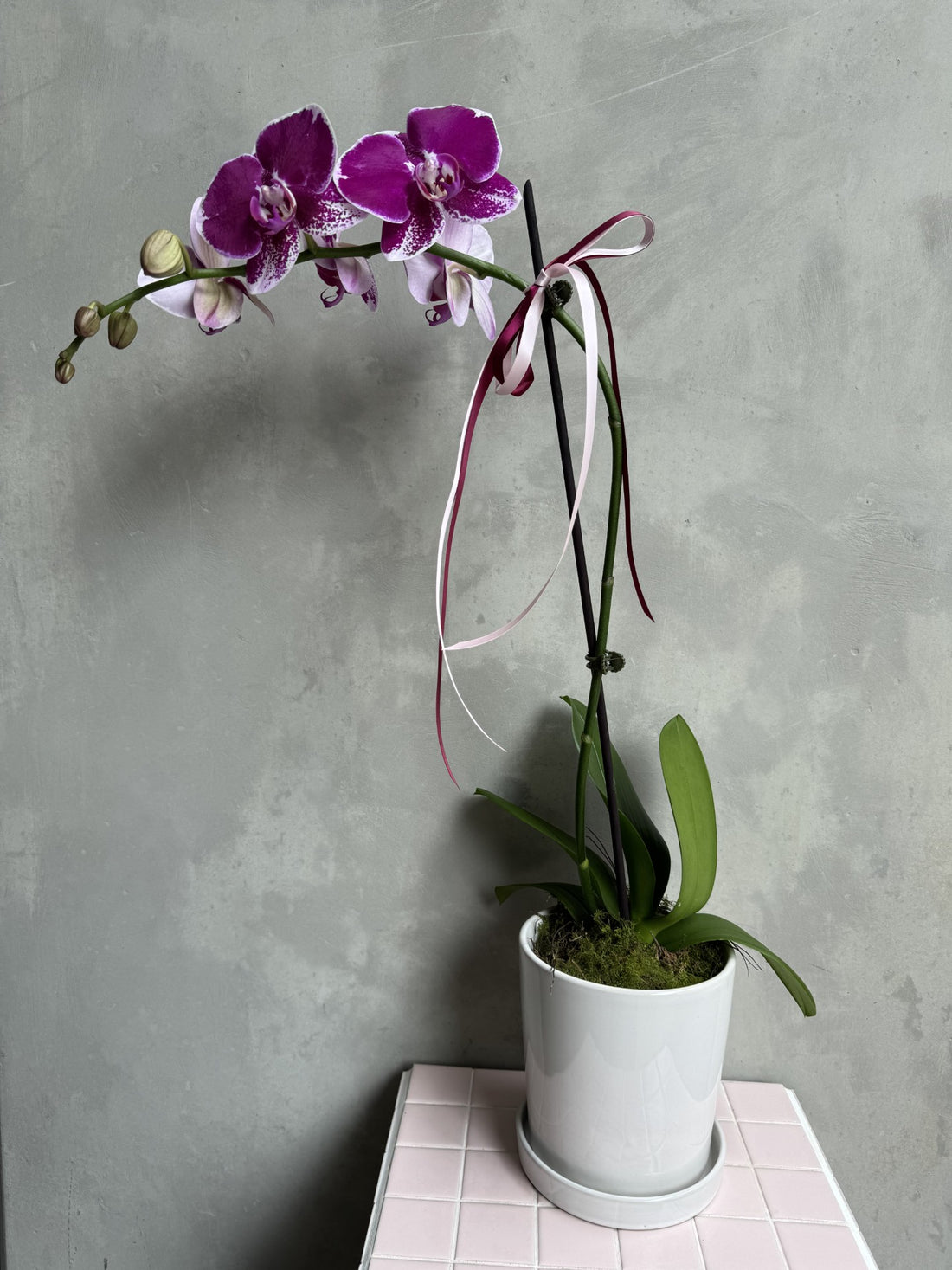 Phalaenopsis Orchid Plant