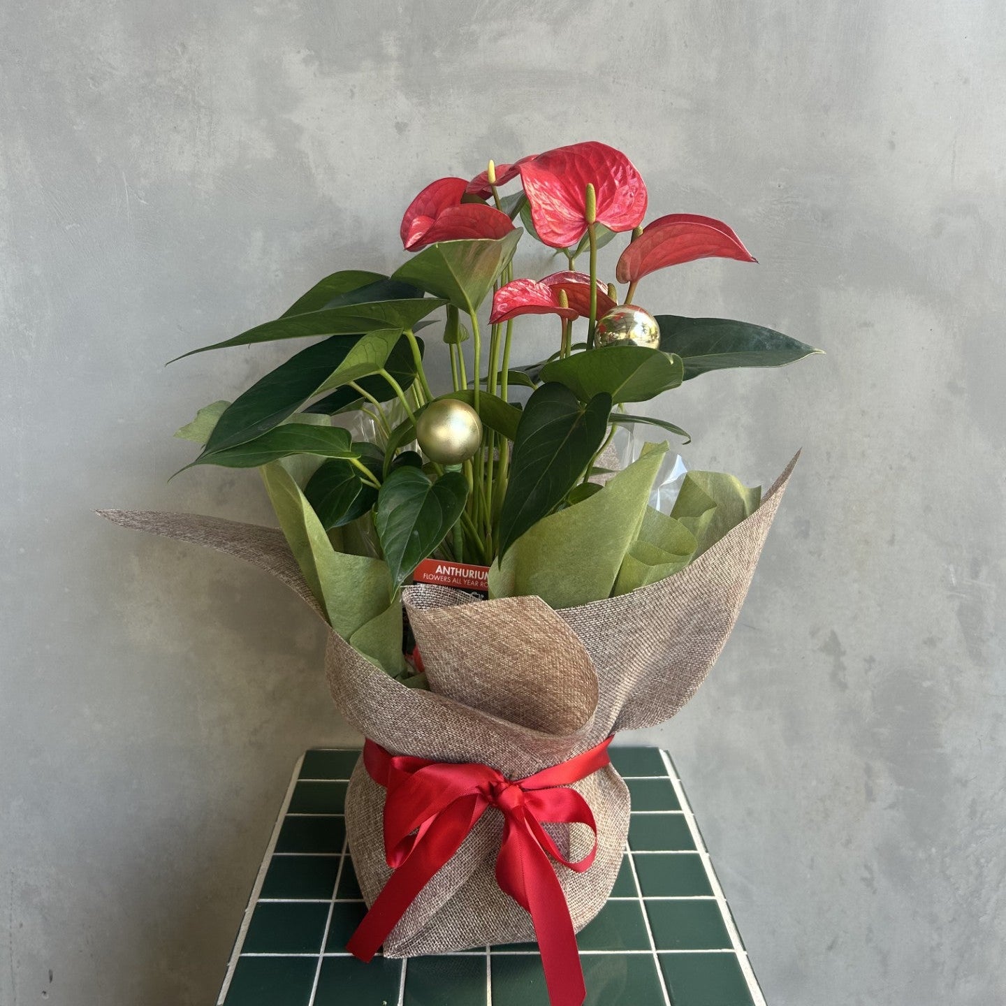 Joyful | Red Anthurium Plant