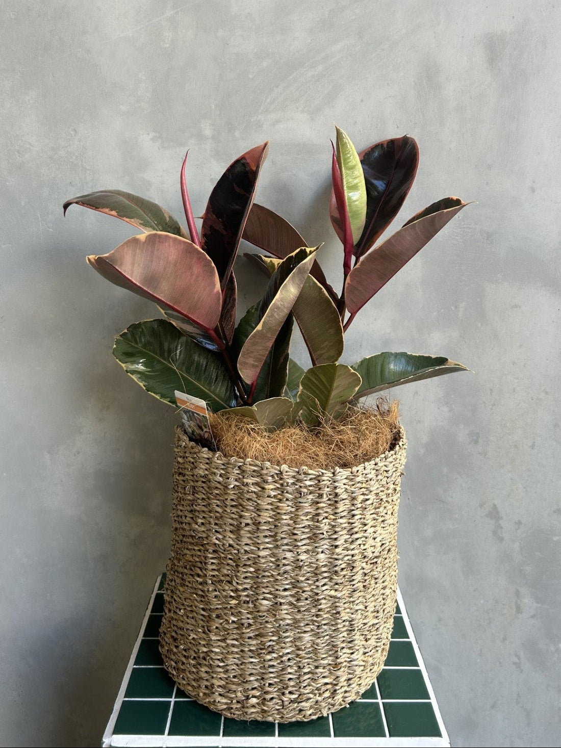 Ficus Elastica | Rubber Plant