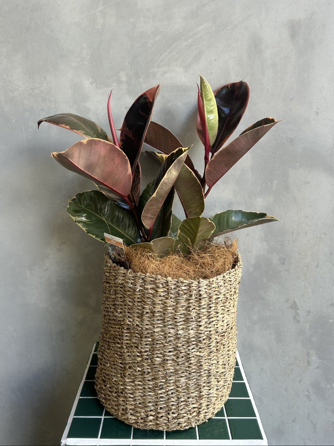 Ficus Elastica | Rubber Plant