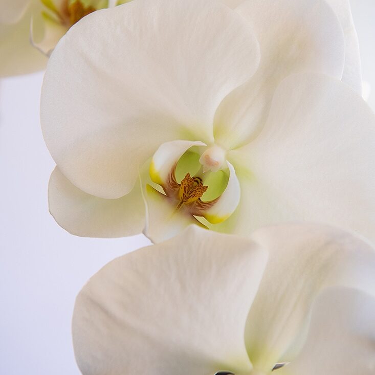 Phalaenopsis Orchid Plant