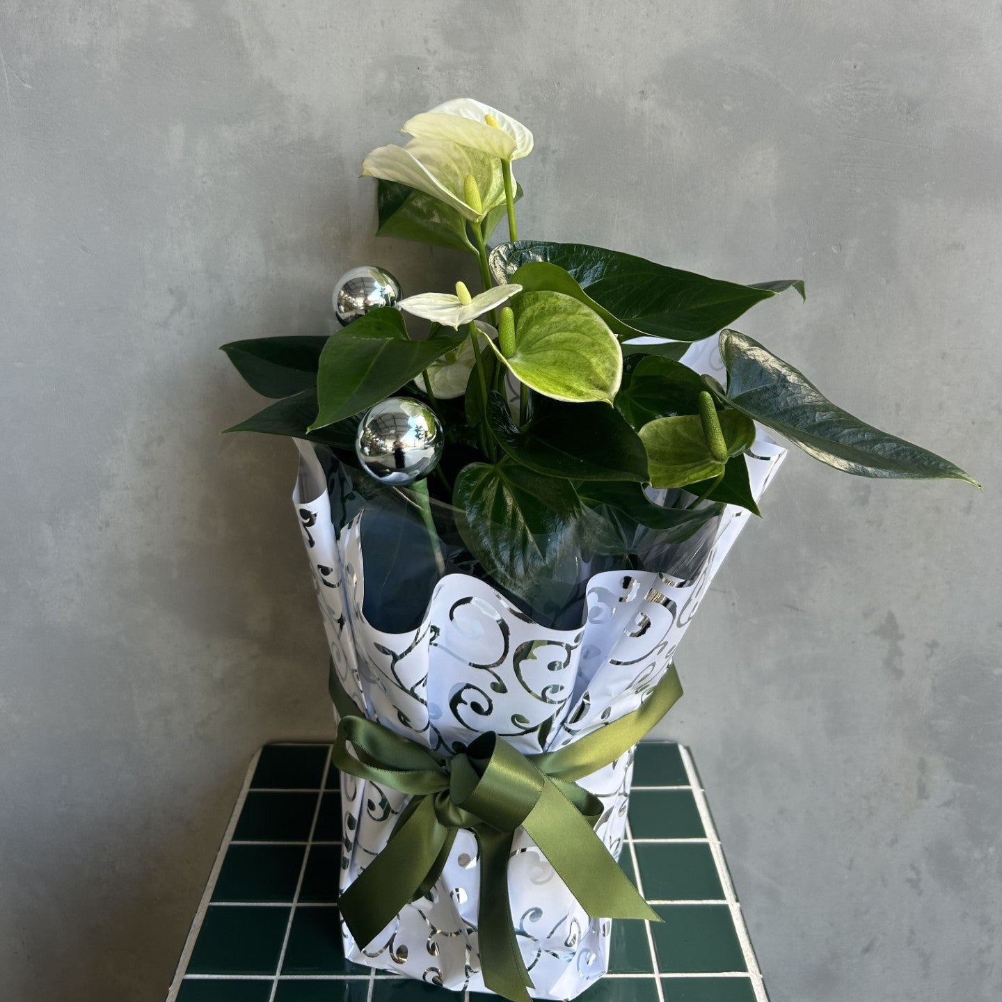 Snowy | White Anthurium Plant