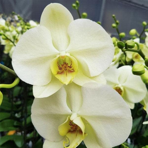 Phalaenopsis Orchid Plant