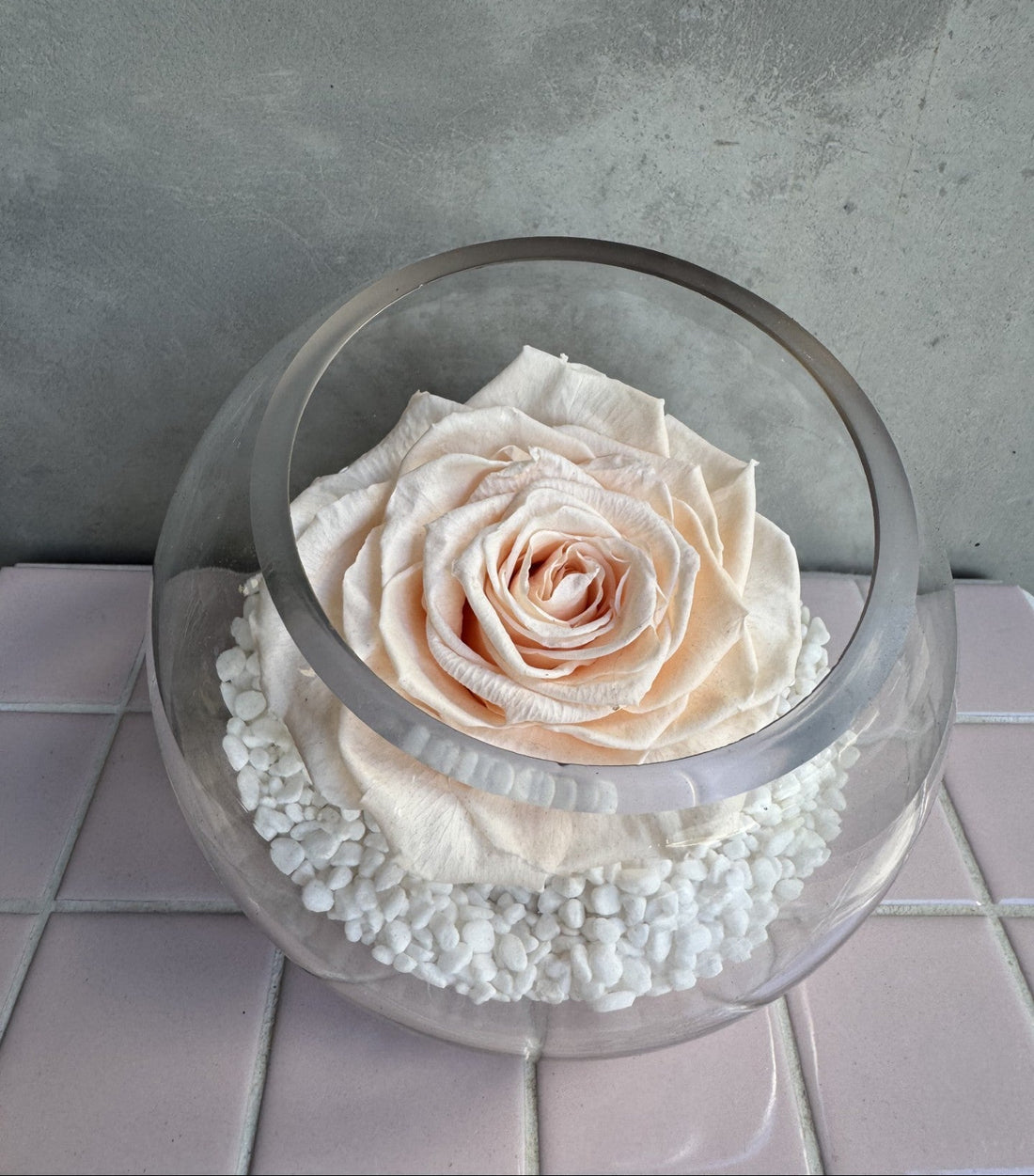 Eternal Elegance | Preserved Cream Rose